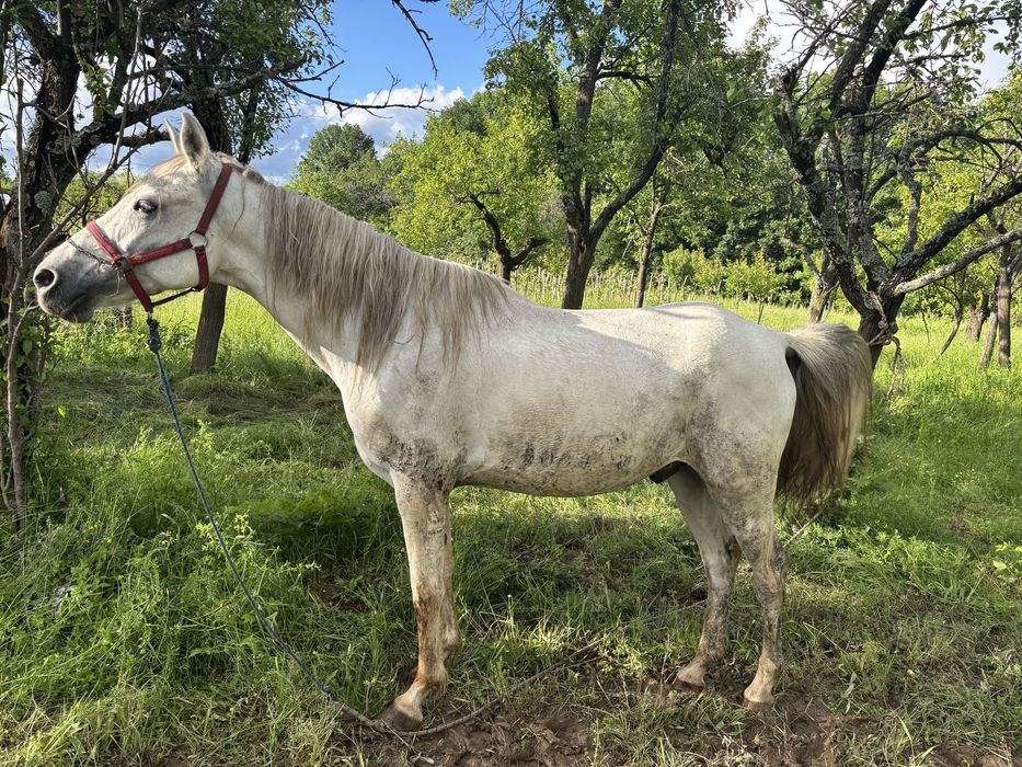 Schimb cal shagya arab