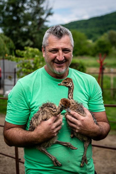 Pui de strut cu deparazitare facuta