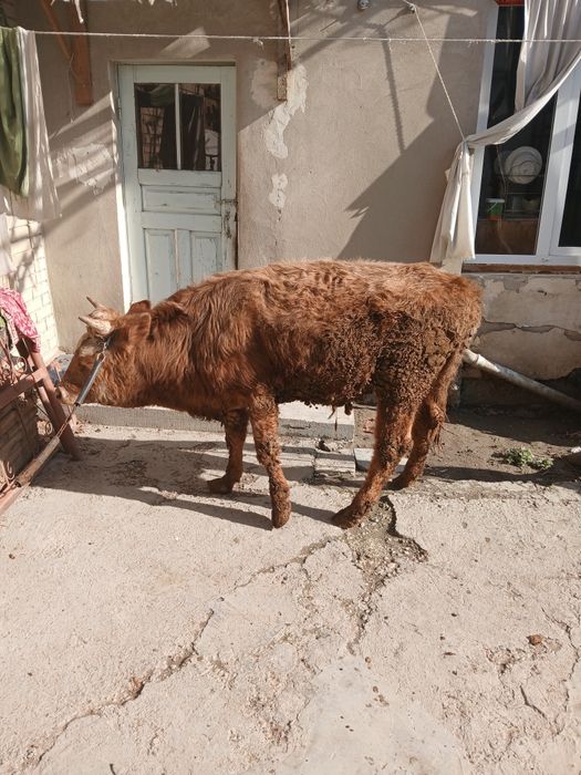 Buqacha sotiladi yeyishi yaxshi kamchiligi yoq 100%