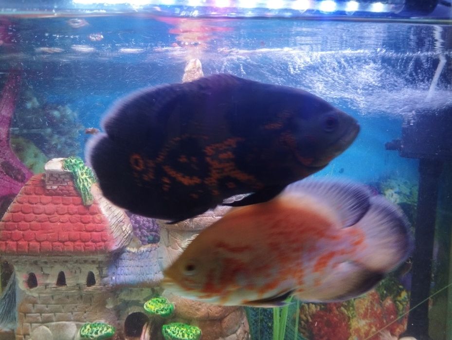 Рыба Астронотус, . Здоровые рыбки
