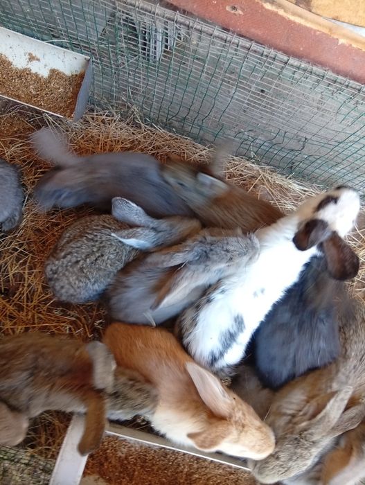 Породистые кролики Великаны