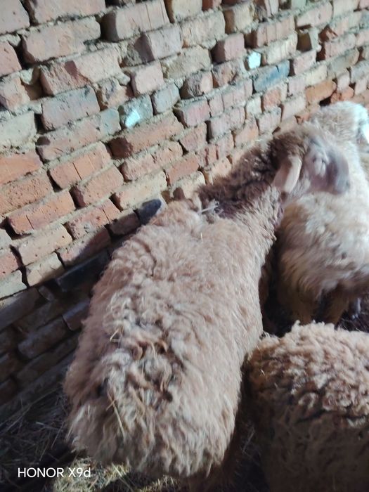 Продам.    баран