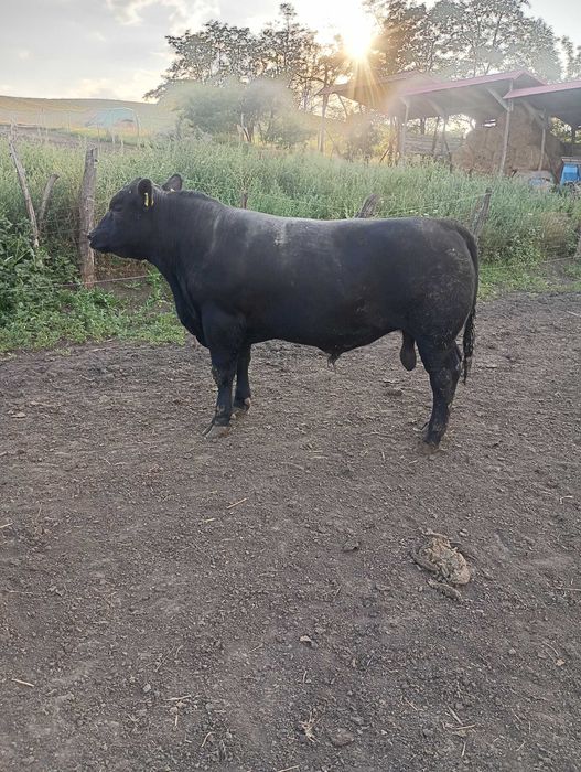 Vând taur angus pentru reproducție