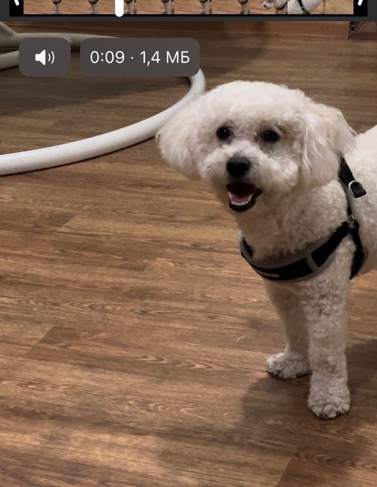 Вязка той пудель