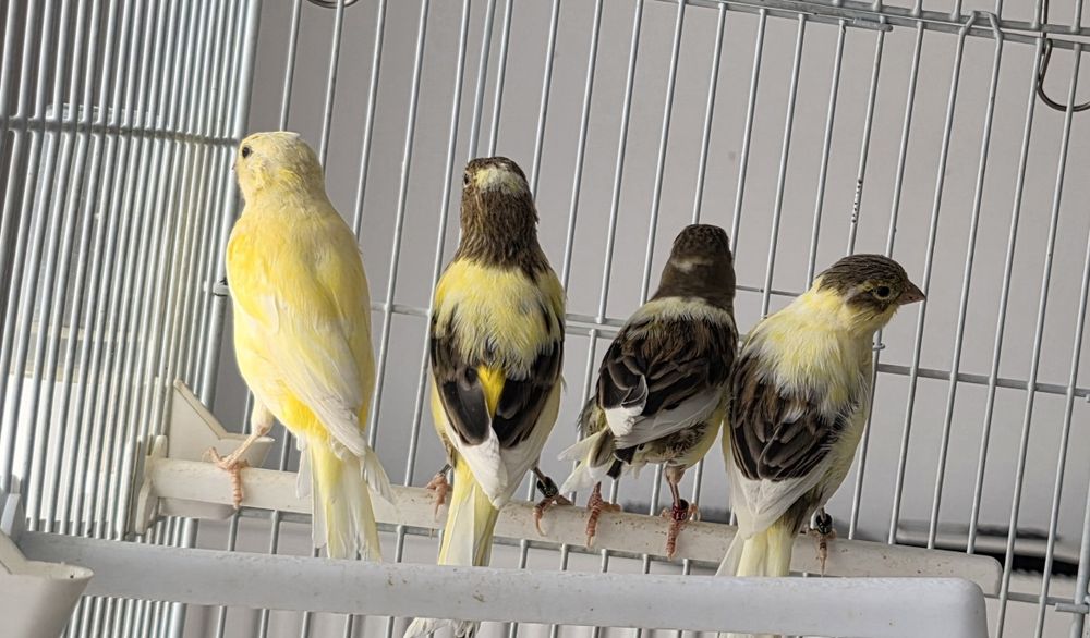 Vând canari timbrado