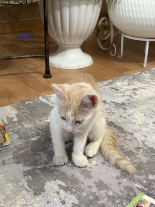 Котенок мальчик, 2 месяца