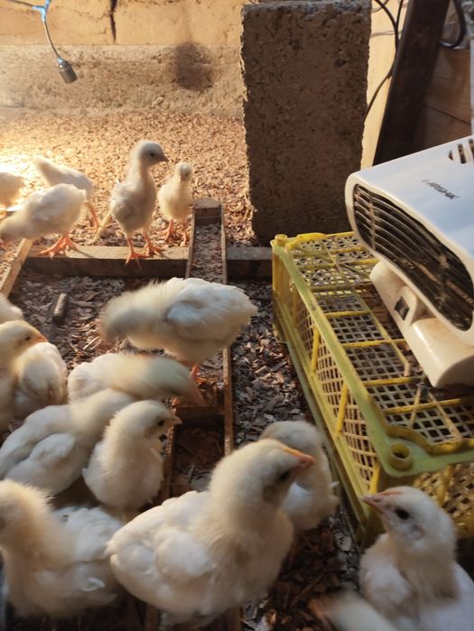 20 kunlik jójala sotiladi arzon