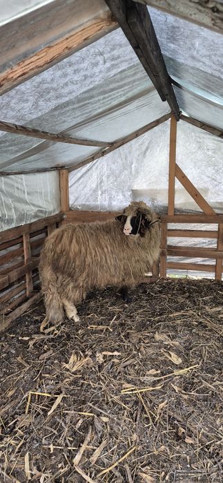 Schimb sau vand berbec