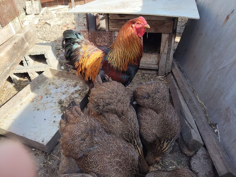 Pui și ouă Brahma "lemon si potirnichiu"