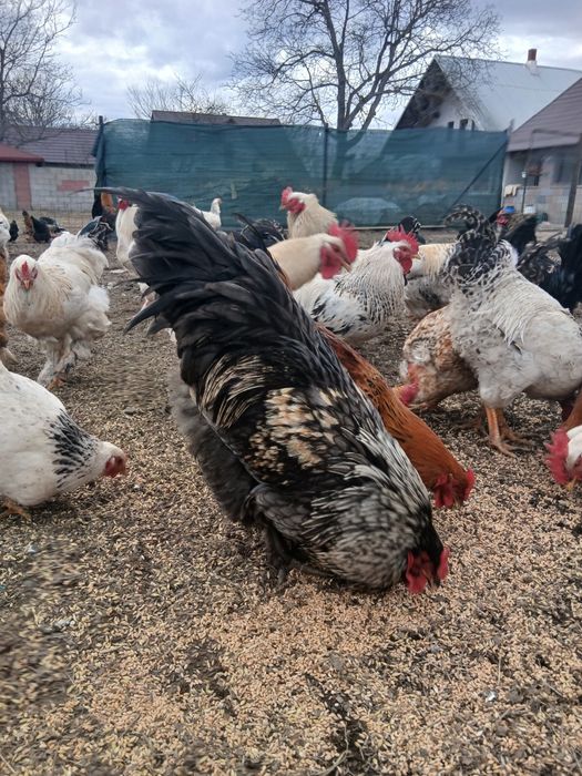 Vând cocoși de casă