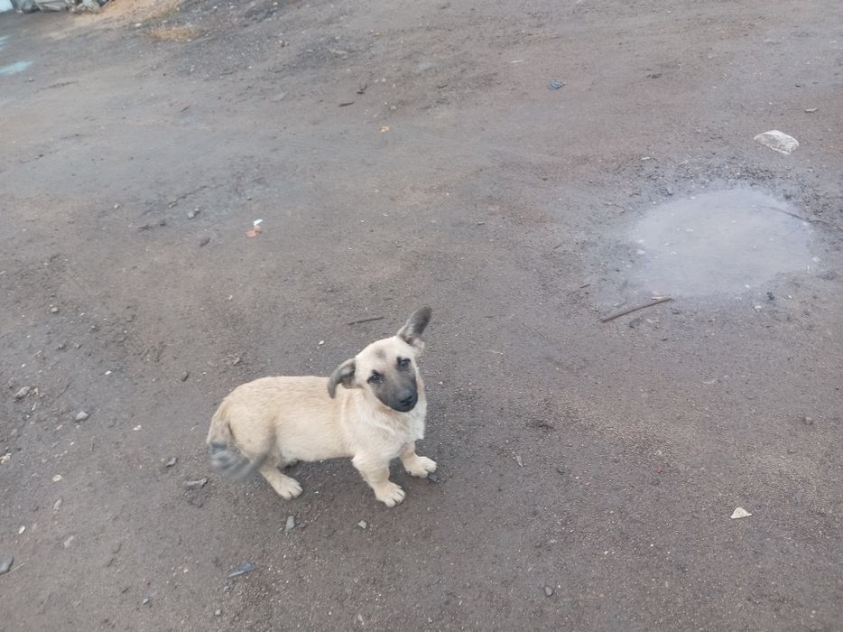 Отдам щенят сторожевые кушает все