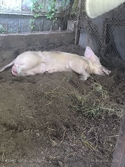 Продам кабанов производителей!