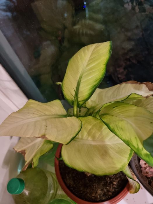 Комнатные цветы Дифенбахия