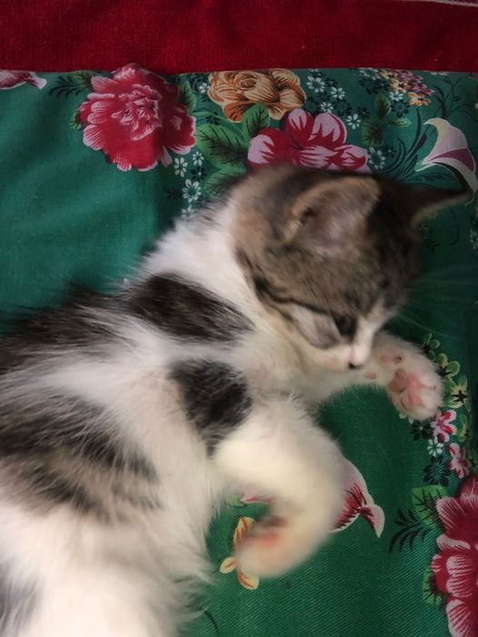 Котенок  бесплатно