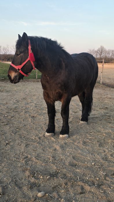 Manză Ardeneză full pedigree