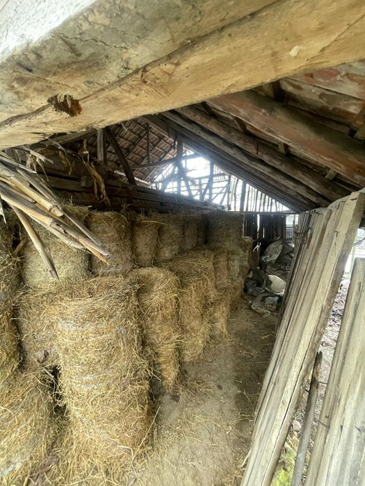 Vând baloți de lucernă.