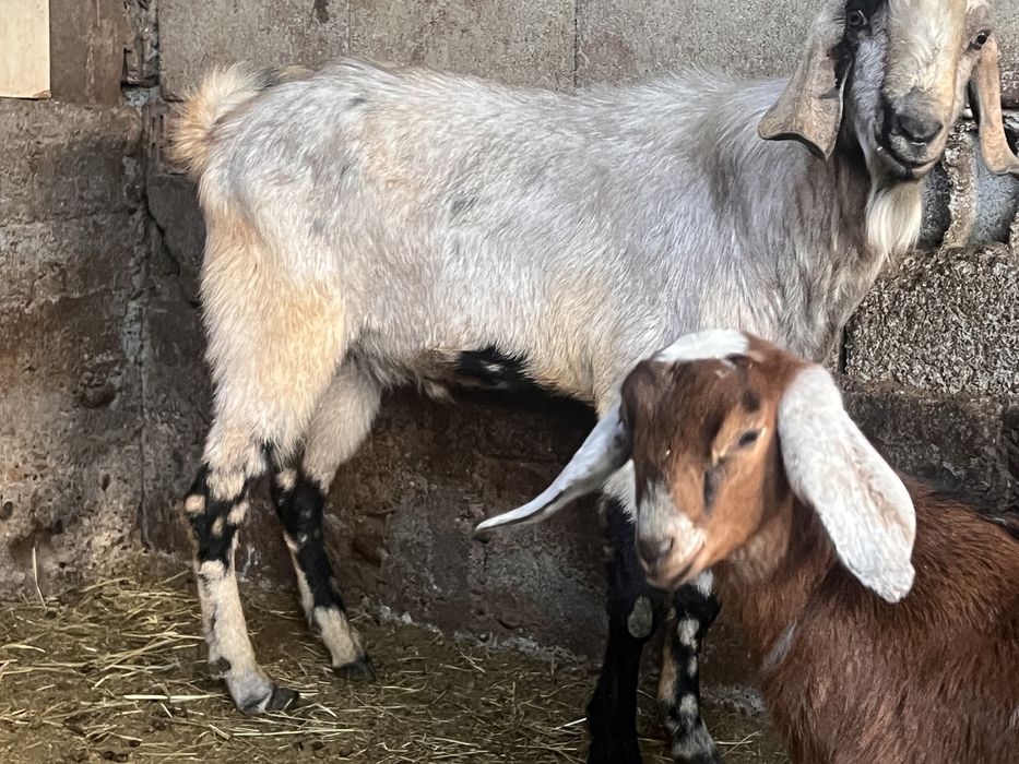 Tap anglonubian varsta 2 ani