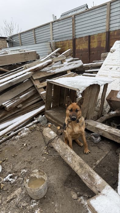 Немецкая овчарка!!