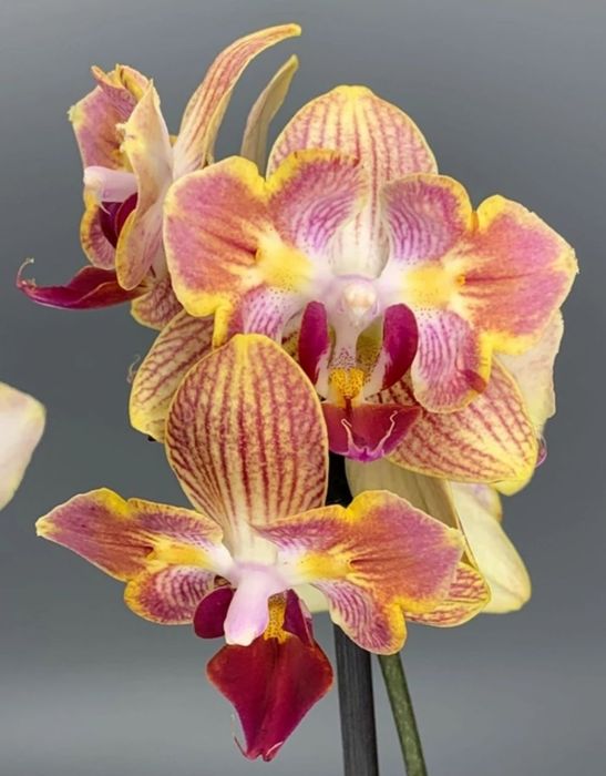 Орхидеи цветущие.