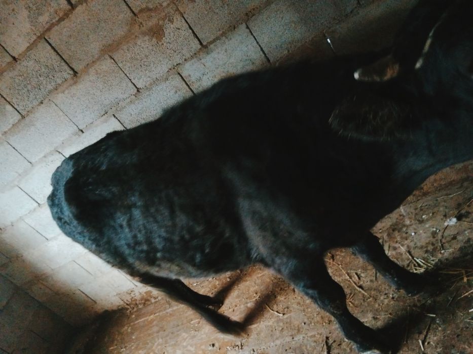 Құнажын сатылады