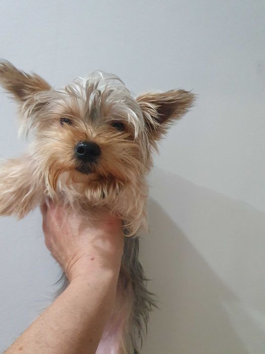 Мини йорки   3 женски