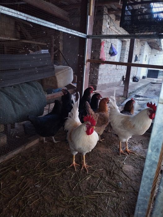 Sotlad toviqla  va xoroz sotlad soglom