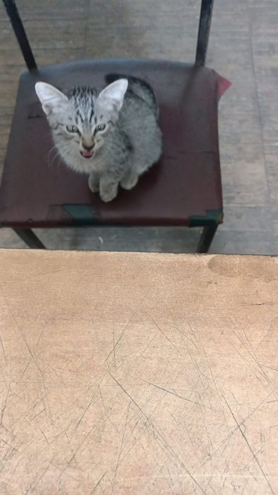 Отдам котика мальчика , в очень добрые руки.