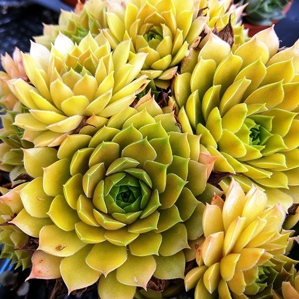 Каменная роза (молодило)