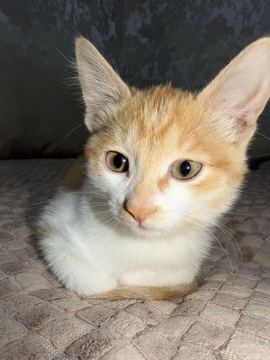 Отдам кошечку 2-3 месяца