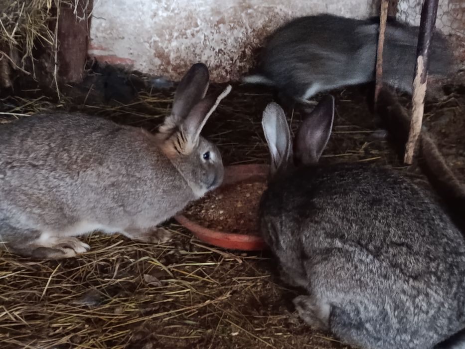 Vând iepuroaice  tinere!