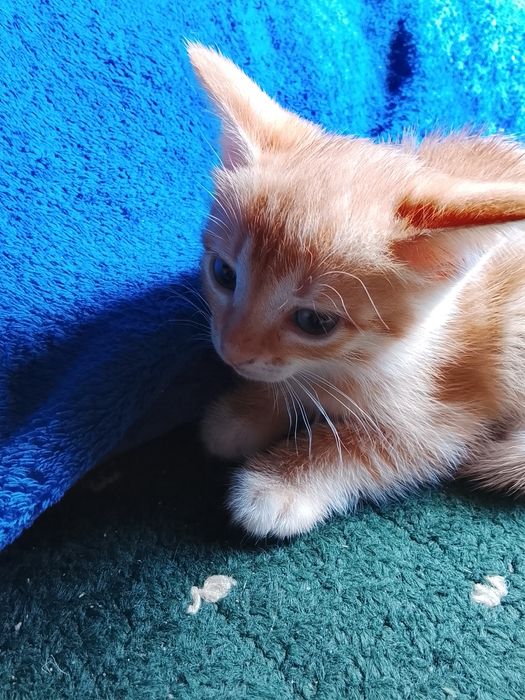 Отдам котят девочки