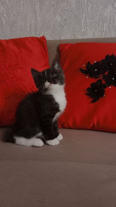 Отдам котят. Бесплатно.
