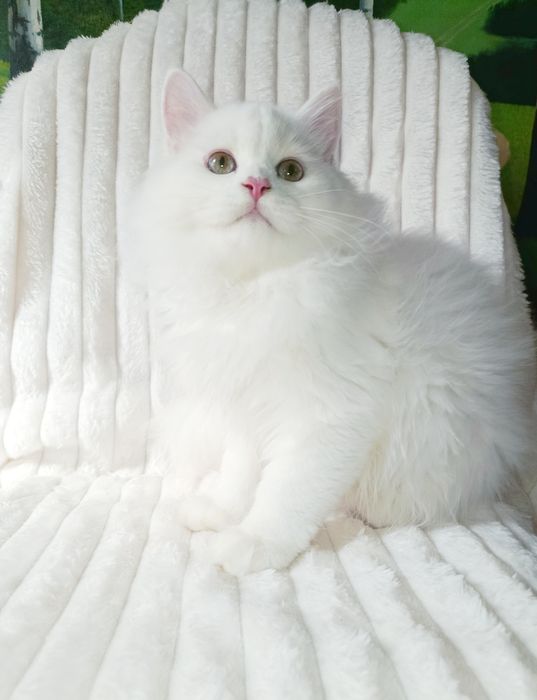 Продается шикарный крупный котенок, хайленд