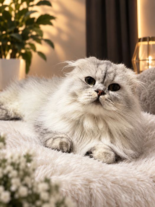Вязка Кота ( о цене и тд звонить номеру в описании )