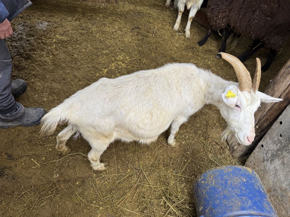 Продам зааненскую козу
