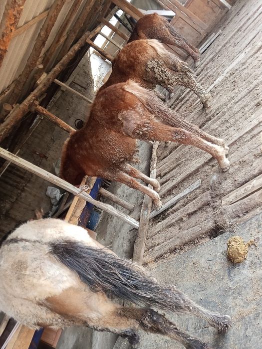 Тайлар  жем жеп тур