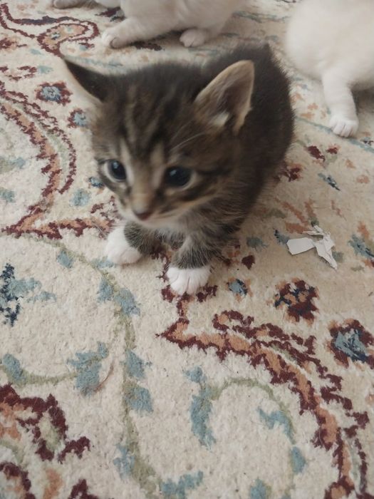 Котёнка Отдам даром