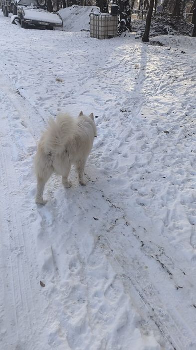 Продаётся Лайка.