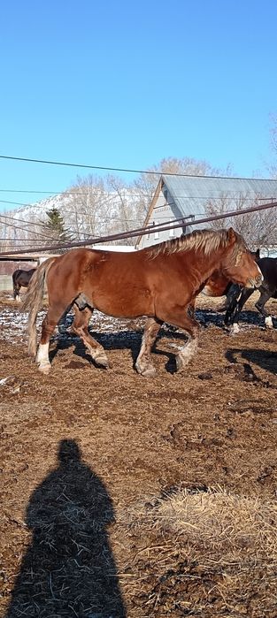 Продам советский тяжеловоз