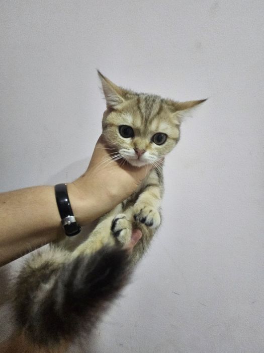 Шиншилла страйты продаются