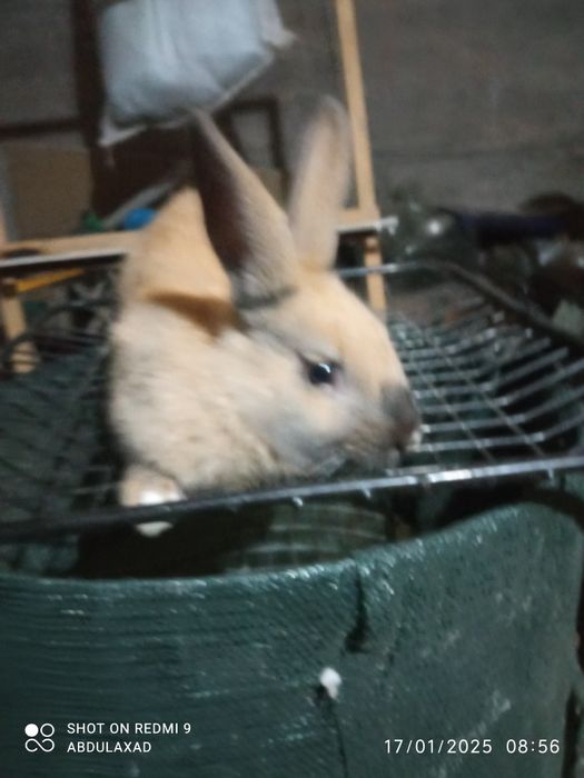 Quyon sotiladi.karlik olmaxon