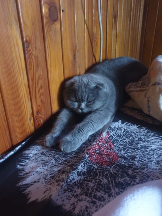 В бронь шикарные плюшевые малыши