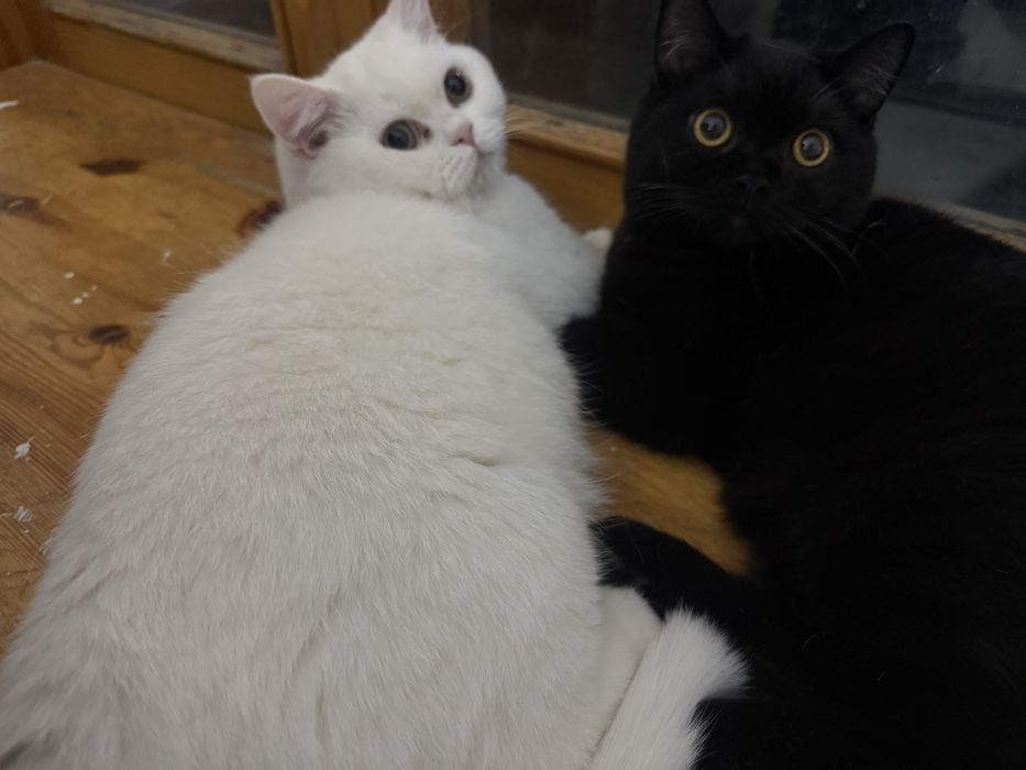 Котёнок 7 месяцев, шотландец, скоттиш страйт.