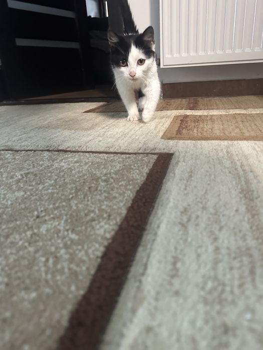 Donez pisica gratuit