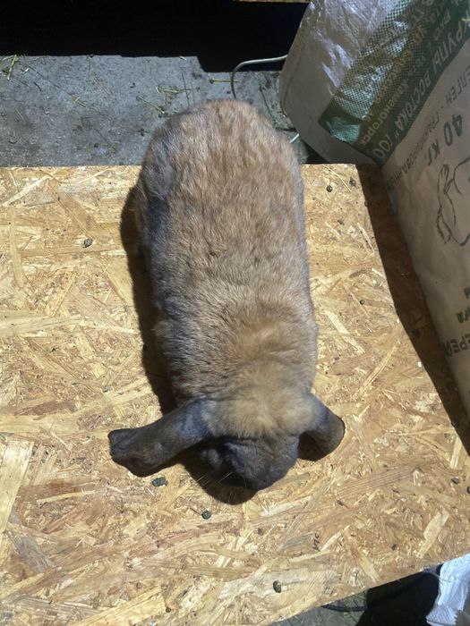 Продам кроликов