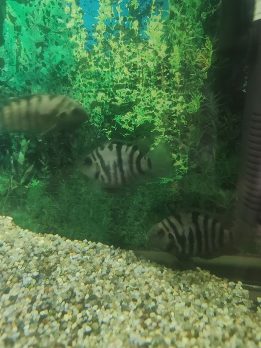 Donez Ciclide Negrofasciatum
