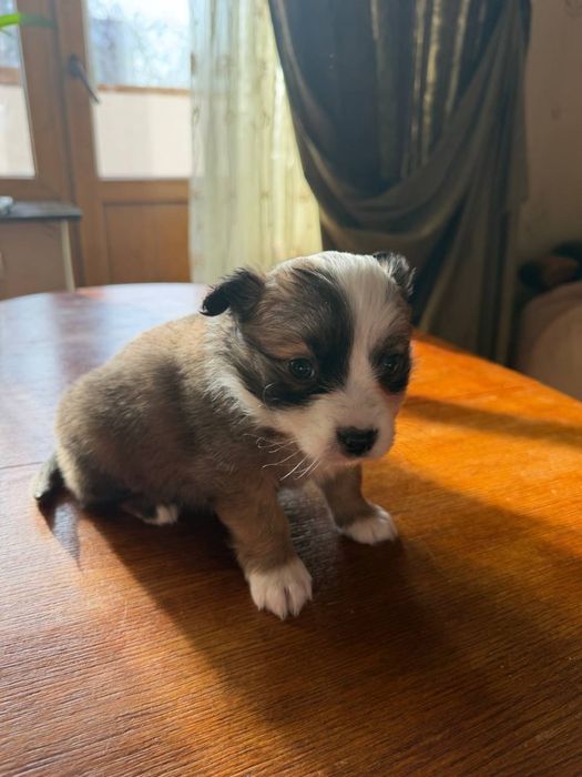 Ищут дом очаровательные щенки