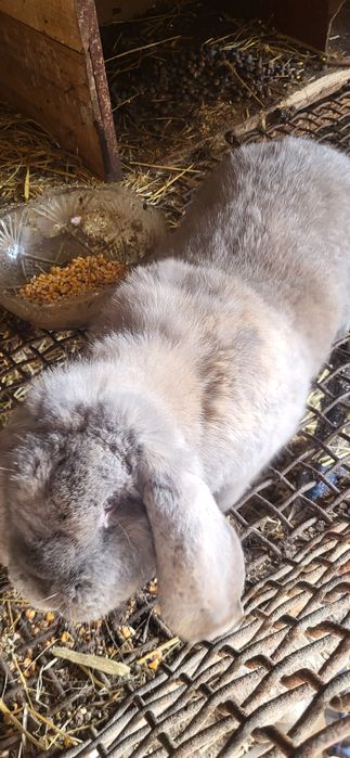 Iepuri Berbec German