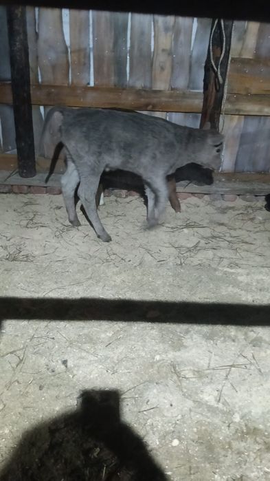 Продам телят 10 дневные Ангус сементал торг