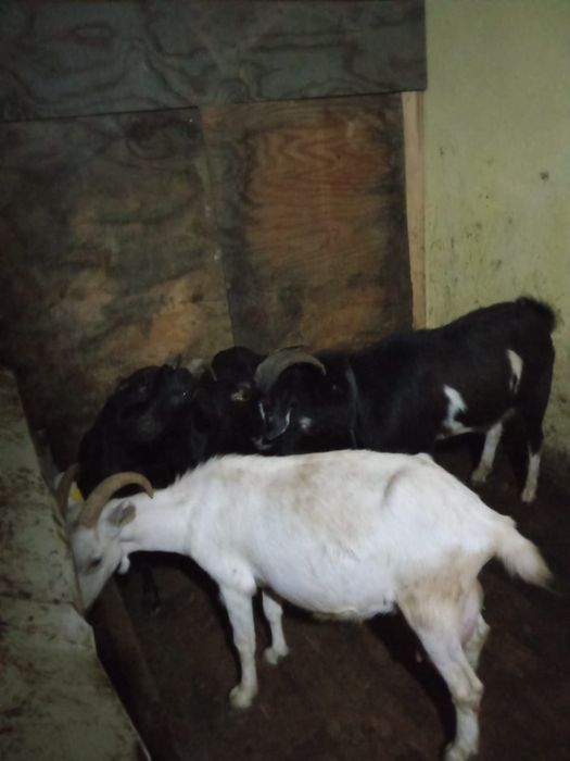 Продаются козы дойни